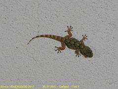 37 - Geco - Gecko